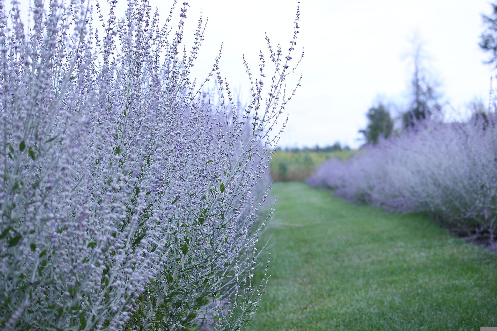 Feathery blue Russian sage is tougher than it looks.